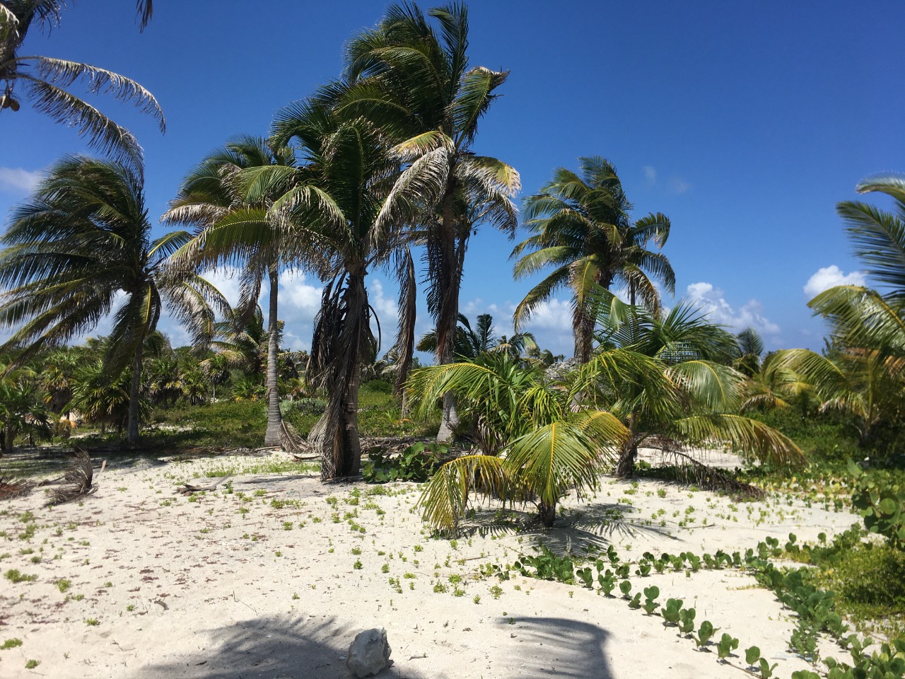 Coconut palms inside the property