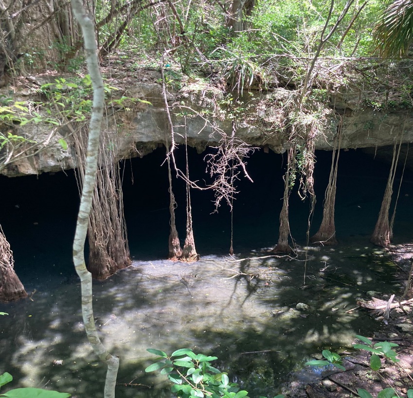 Natural cenote at Rancho Culul, Homún Yucatán - dark water and hanging roots